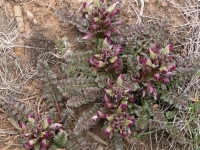 Desert flowers